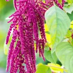 RAUSCH Repair-Shampoo mit Kamille und Amaranth Discount